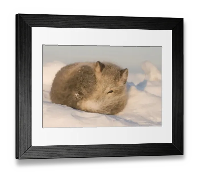 Framed Print : USA, Alaska, 1002 Coastal Plain of the ANWR. An adult arctic fox, Alopex lagopus Framed Print : USA, Alaska, 1002 Coastal Plain of the ANWR. An adult arctic fox, Alopex lagopus
