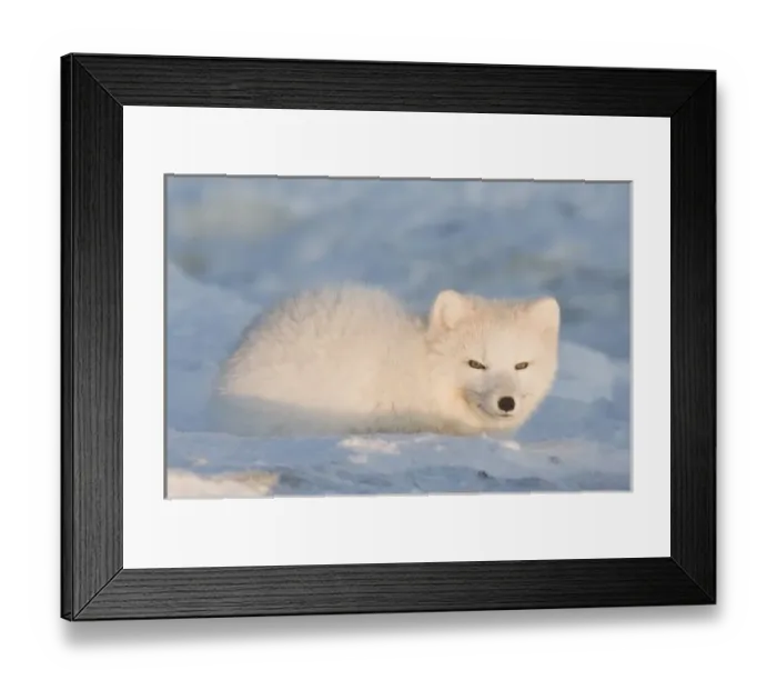 Framed Print : USA, Alaska, 1002 Coastal Plain of the ANWR. An adult arctic fox, Alopex lagopus Framed Print : USA, Alaska, 1002 Coastal Plain of the ANWR. An adult arctic fox, Alopex lagopus