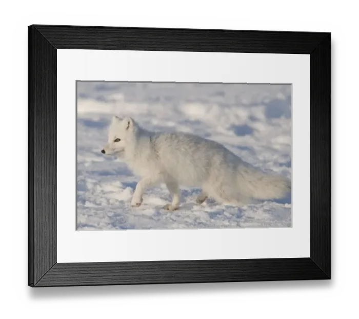 Framed Print : USA, Alaska, 1002 Coastal Plain of the ANWR. An adult arctic fox, Alopex lagopus Framed Print : USA, Alaska, 1002 Coastal Plain of the ANWR. An adult arctic fox, Alopex lagopus