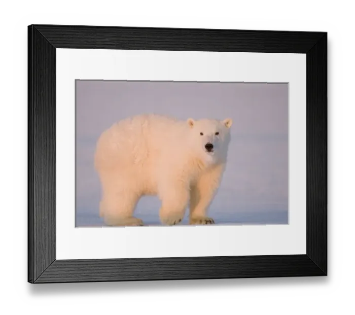 Framed Print : USA, Alaska, 1002 Coastal Plain of the Arctic National Wildlife Refuge. A tagged spring polar bear