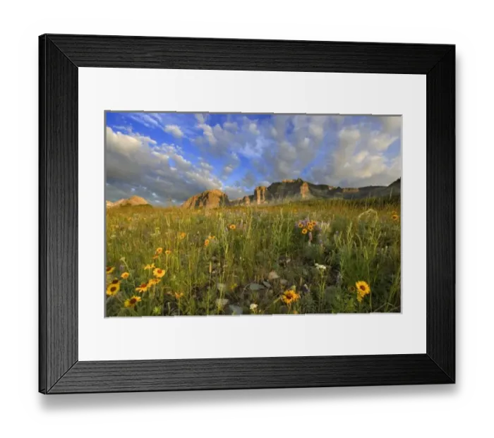 Framed Print : Prairie Wildflowers Framed Print : Prairie Wildflowers