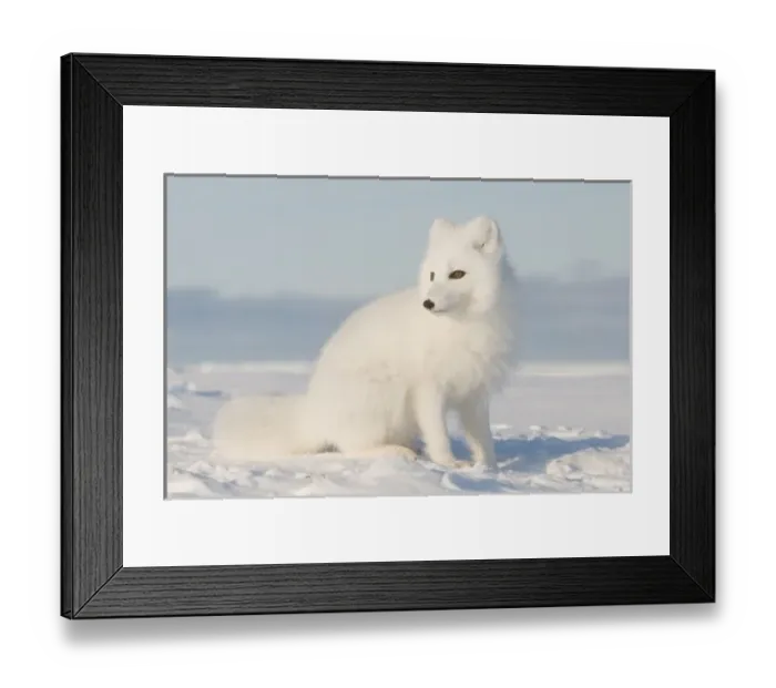 Framed Print : USA, Alaska, 1002 Coastal Plain of the Arctic National Wildlife Refuge. Portrait