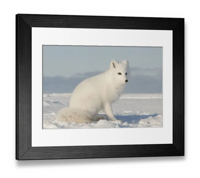 Framed Print : USA, Alaska, 1002 Coastal Plain of the Arctic National Wildlife Refuge. Portrait