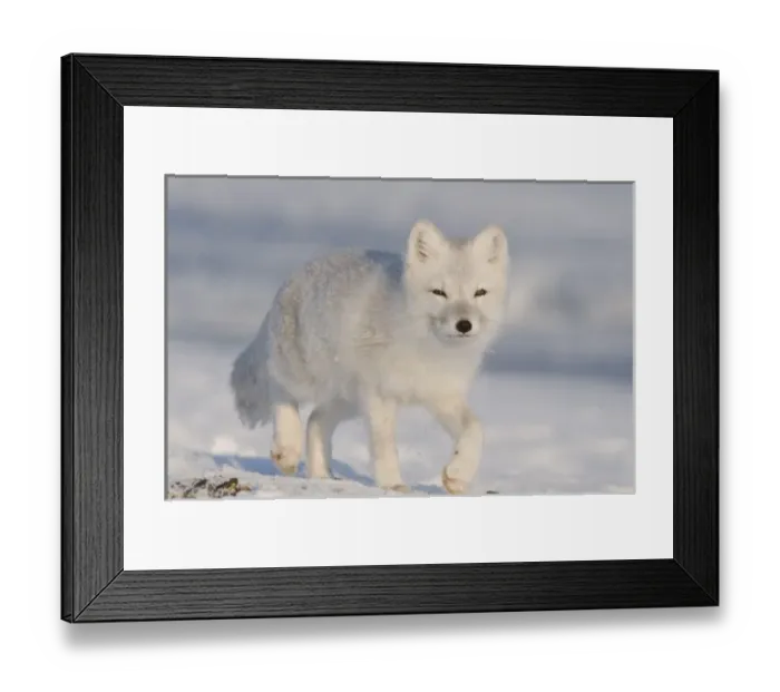 Framed Print : USA, Alaska, 1002 Coastal Plain of the ANWR. An adult arctic fox, Alopex lagopus Framed Print : USA, Alaska, 1002 Coastal Plain of the ANWR. An adult arctic fox, Alopex lagopus