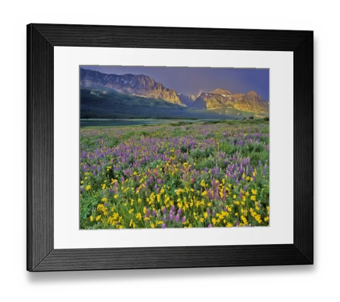 Framed Print : Meadow of wildflowers in the Many glacier Valley of Glacier National Park in Montana Framed Print : Meadow of wildflowers in the Many glacier Valley of Glacier National Park in Montana