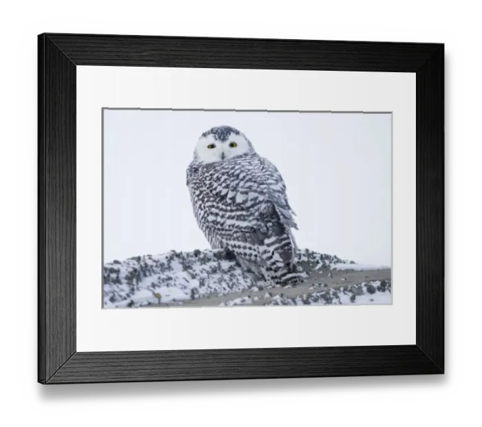 Framed Print : USA, Alaska, 1002 Coastal Plain of the Arctic National Wildlife Refuge. Juvenile snowy owl
