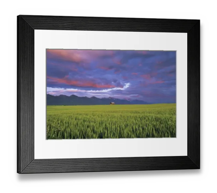 Framed Print : Barn amonst Wheat Field in the Mission Valley of Montana Framed Print : Barn amonst Wheat Field in the Mission Valley of Montana