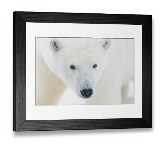 Framed Print : USA, Alaska, 1002 Coastal Plain of the Arctic National Wildlife Refuge. A curious polar bear Framed Print : USA, Alaska, 1002 Coastal Plain of the Arctic National Wildlife Refuge. A curious polar bear
