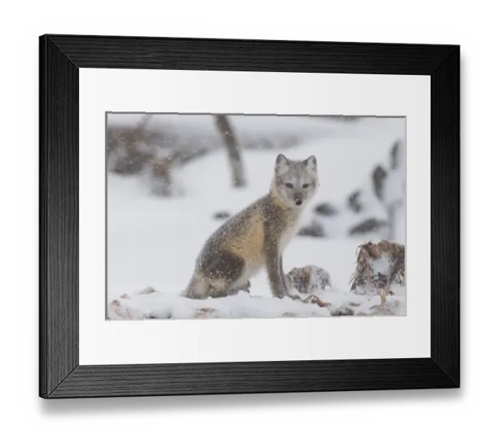 Framed Print : USA, Alaska, 1002 Coastal Plain of the ANWR. An arctic fox, Alopex lagopus, its coat Framed Print : USA, Alaska, 1002 Coastal Plain of the ANWR. An arctic fox, Alopex lagopus, its coat