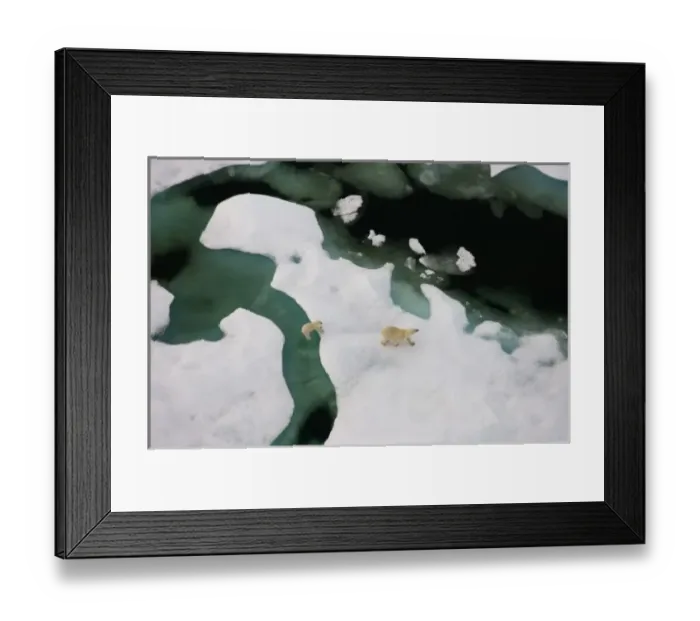 Framed Print : polar bear, Ursus maritimus, sow with cub walking on multi-layer ice on the Chuckchi Sea