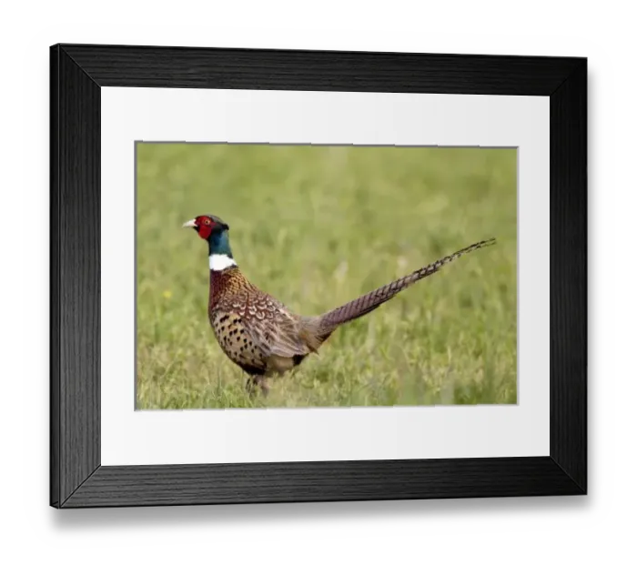Framed Print : Male Pheasant in Framed Print : Male Pheasant in