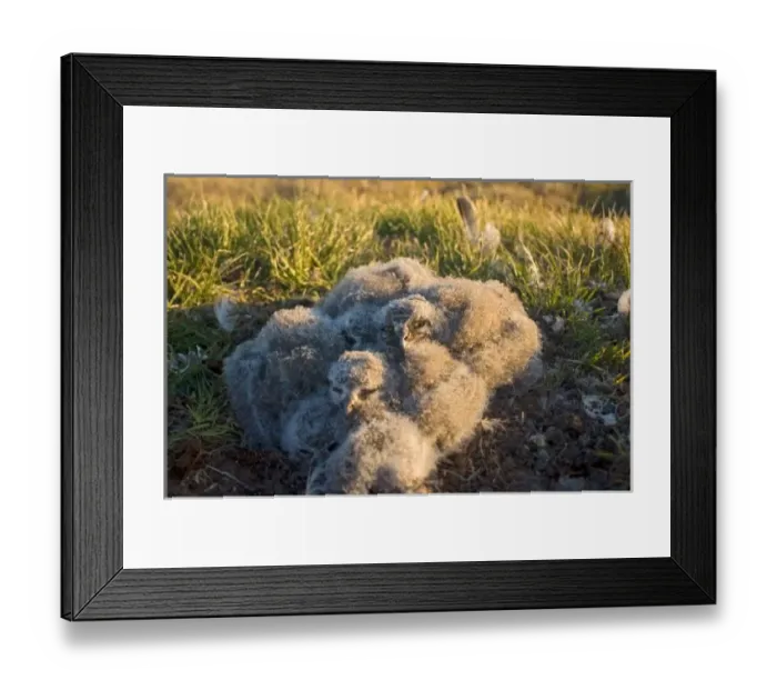 Framed Print : Snowy owl nest in Arctic Alaska Framed Print : Snowy owl nest in Arctic Alaska