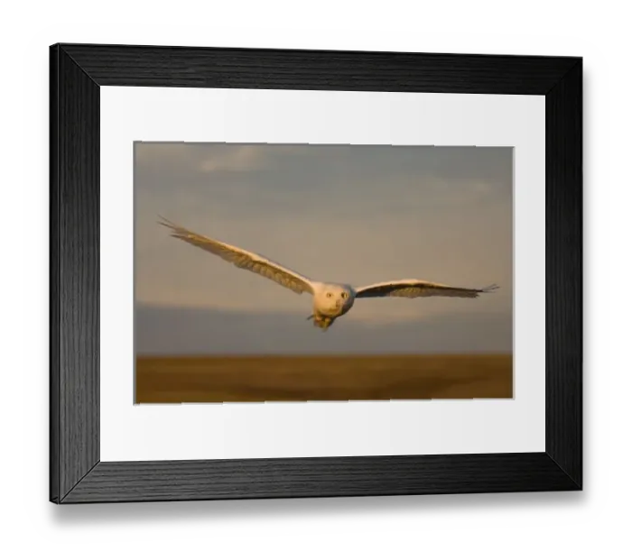Framed Print : USA, North America, Alaska Framed Print : USA, North America, Alaska