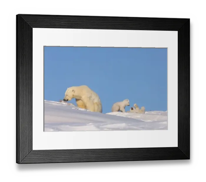 Framed Print : Polar bear sow feeding on grass to get her digestive system going as her newborn spring cubs play