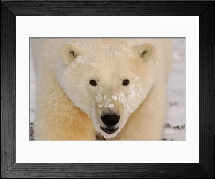 Framed Print : USA, North America, Alaska Framed Print : USA, North America, Alaska
