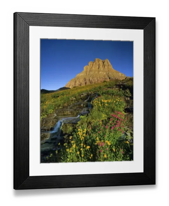Framed Print : Alpine wildflowers & Mt Clements at Logan Pass in Glacier National Park Montana Framed Print : Alpine wildflowers & Mt Clements at Logan Pass in Glacier National Park Montana