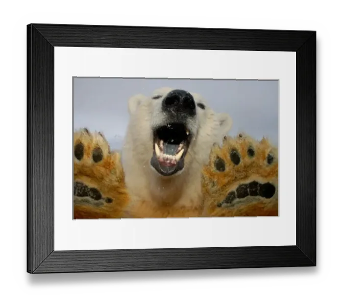 Framed Print : polar bear, Ursus maritimus, curiously looks in truck window, 1002 coastal plain Framed Print : polar bear, Ursus maritimus, curiously looks in truck window, 1002 coastal plain