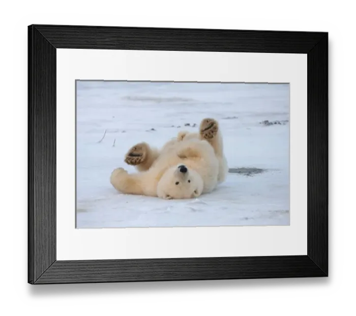Framed Print : polar bear, Ursus Framed Print : polar bear, Ursus