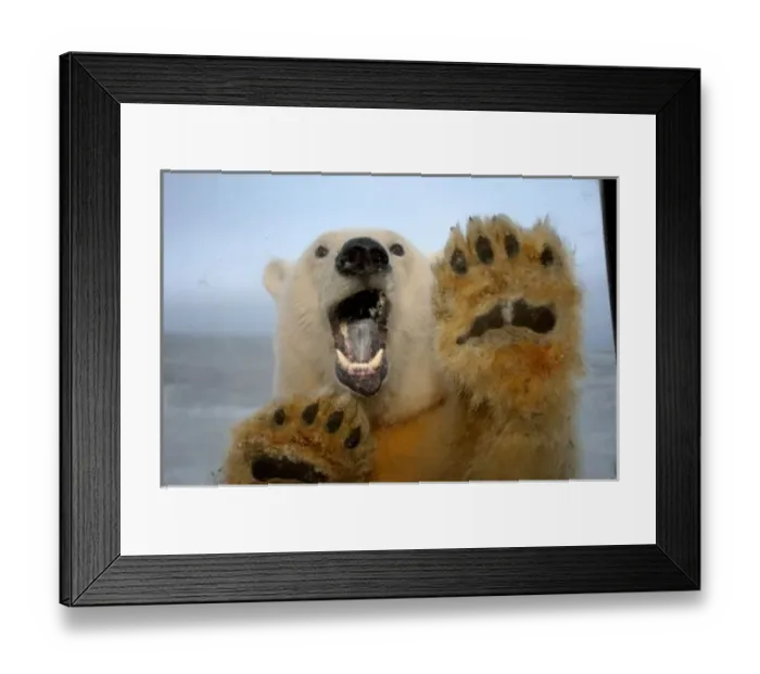 Framed Print : polar bear, Ursus maritimus, curiously looks in truck window, 1002 coastal plain