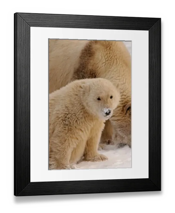 Framed Print : USA, North America, Alaska Framed Print : USA, North America, Alaska