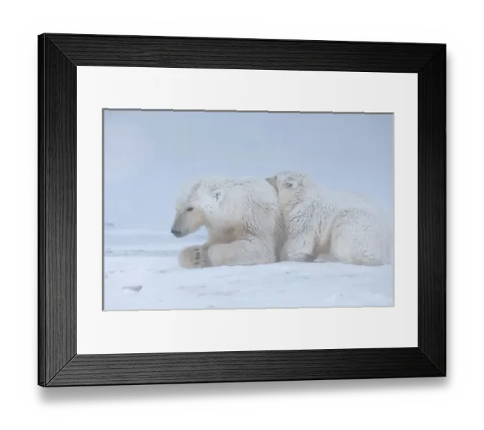 Framed Print : polar bear, Ursus maritimus, sow with cub sleeping on the pack ice, 1002 coastal plain Framed Print : polar bear, Ursus maritimus, sow with cub sleeping on the pack ice, 1002 coastal plain