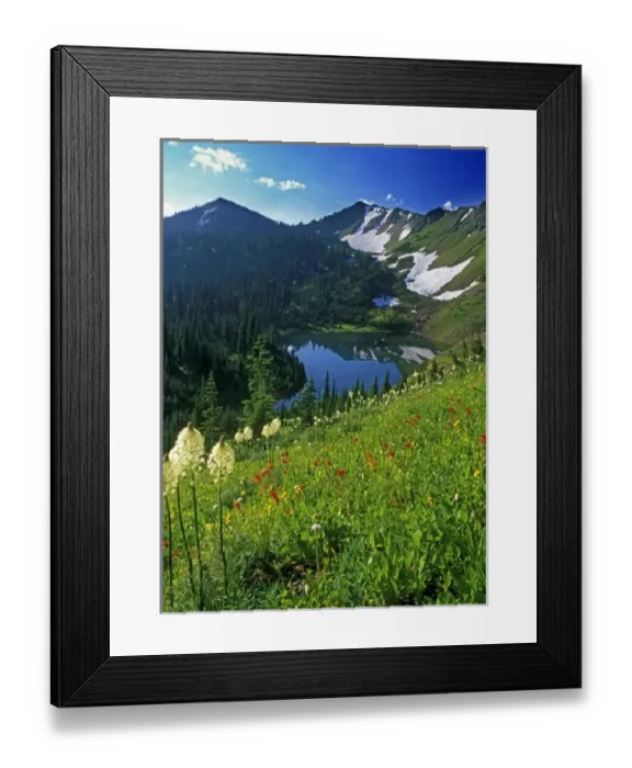 Framed Print : Alpine Wildflowers in the Jewel Basin in the Swan Range of Montana Framed Print : Alpine Wildflowers in the Jewel Basin in the Swan Range of Montana