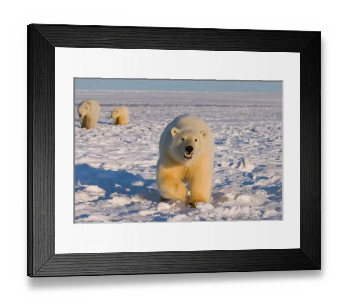 Framed Print : polar bear, Ursus maritimus, sow with cubs on the pack ice, 1002 coastal plain of Framed Print : polar bear, Ursus maritimus, sow with cubs on the pack ice, 1002 coastal plain of