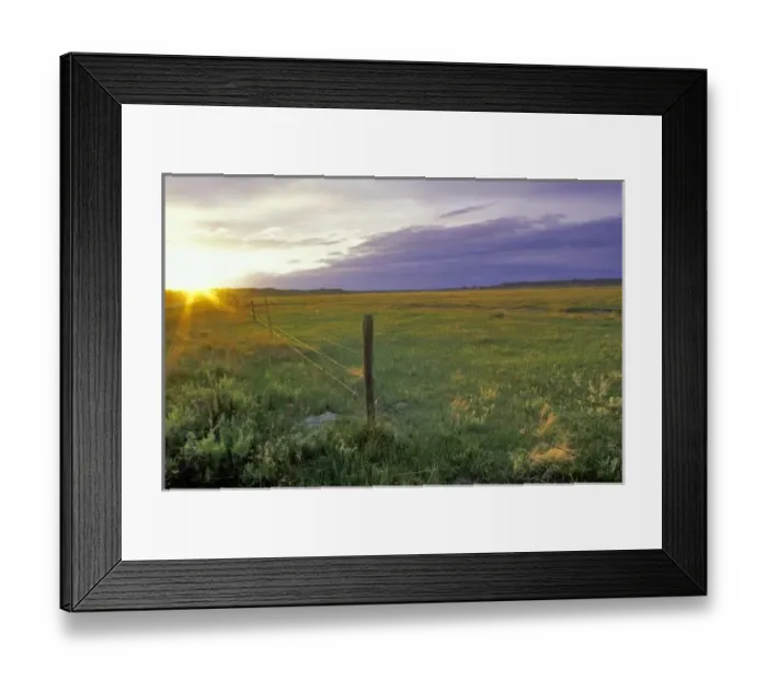 Framed Print : Barbed Wire Fenceline in northeastern Montana near Plentywood Framed Print : Barbed Wire Fenceline in northeastern Montana near Plentywood
