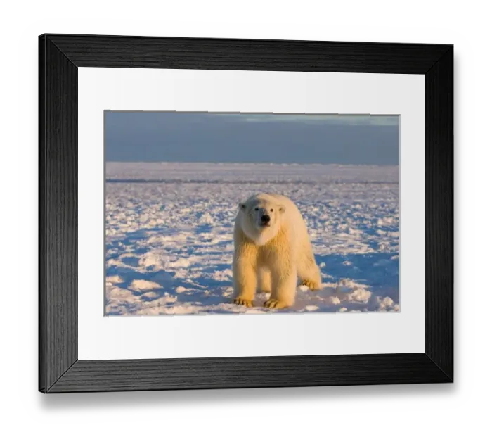 Framed Print : polar bear, Ursus maritimus, on ice and snow, 1002 coastal plain of the Arctic National