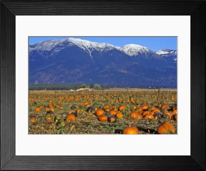 Framed Print : Flathead Valley Montana Pumpkin patch Framed Print : Flathead Valley Montana Pumpkin patch
