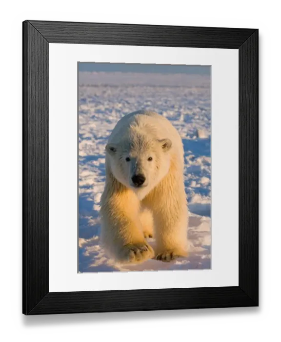 Framed Print : USA, North America, Alaska