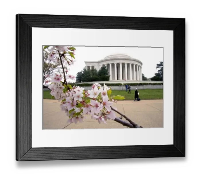 Framed Print : Thomas Jefferson Memorial with cherry blossoms in Washington, D. C