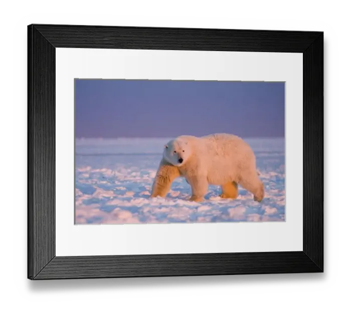 Framed Print : polar bear, Ursus maritimus, on ice and snow, 1002 coastal plain of the Arctic National Framed Print : polar bear, Ursus maritimus, on ice and snow, 1002 coastal plain of the Arctic National