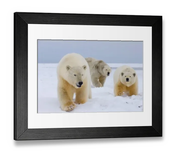Framed Print : USA, North America, Alaska