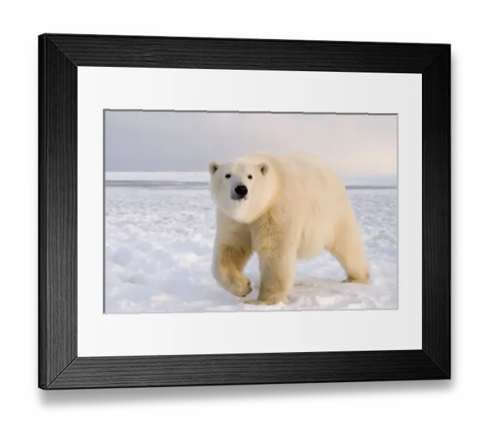 Framed Print : polar bear, Ursus maritimus, on ice and snow, 1002 coastal plain of the Arctic National