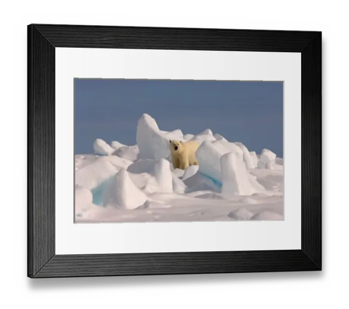 Framed Print : polar bear, Ursus maritimus, in rough ice on the frozen eastern Chuckchi Sea, Arctic Framed Print : polar bear, Ursus maritimus, in rough ice on the frozen eastern Chuckchi Sea, Arctic