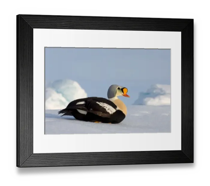Framed Print : king eider, Somateria spectabilis, on jumbled ice over the frozen Chuckchi Sea, off Point Barrow Framed Print : king eider, Somateria spectabilis, on jumbled ice over the frozen Chuckchi Sea, off Point Barrow