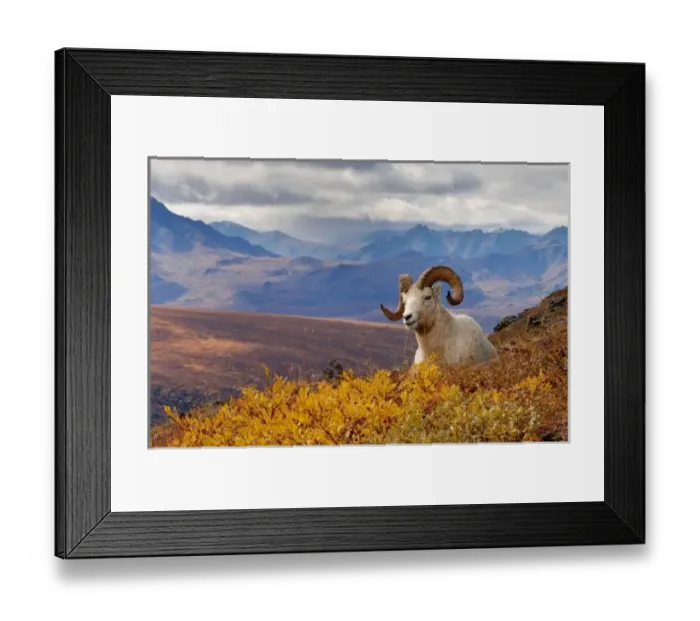 Framed Print : dall sheep, Ovis dalli, ram resting on a hillside during fall colors, Mount Margaret