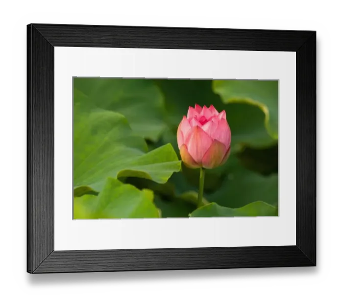 Framed Print : United States, DC, Washington, Kenilworth Aquatic Gardens, Pink lotus blossom partially open Framed Print : United States, DC, Washington, Kenilworth Aquatic Gardens, Pink lotus blossom partially open