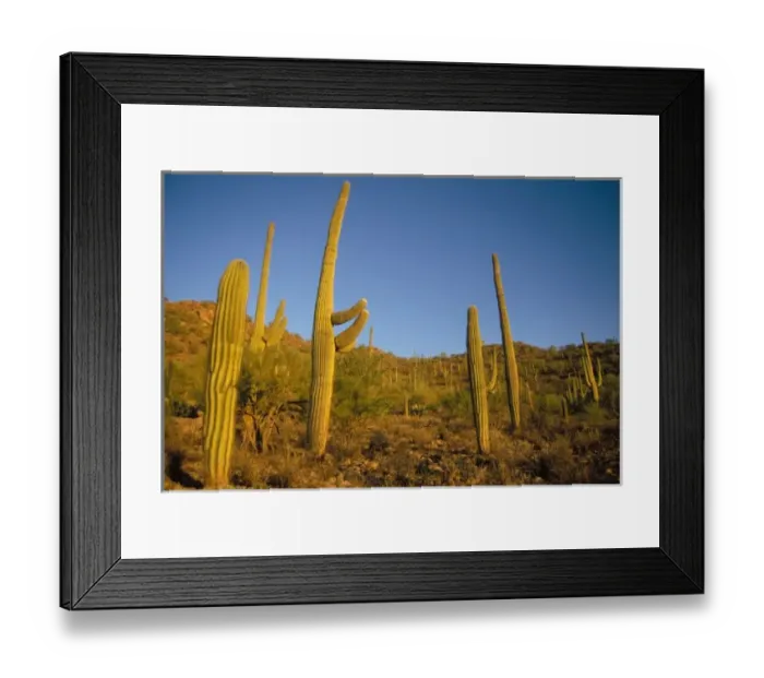 Framed Print : saguaro cacti, Carnegiea gigantea, and prickly pear, in Saguaro National Park, Arizona Framed Print : saguaro cacti, Carnegiea gigantea, and prickly pear, in Saguaro National Park, Arizona