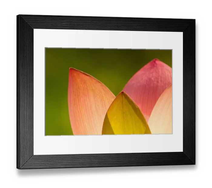 Framed Print : United States, DC, Washington, Kenilworth Aquatic Gardens, Tops of pink and white Framed Print : United States, DC, Washington, Kenilworth Aquatic Gardens, Tops of pink and white