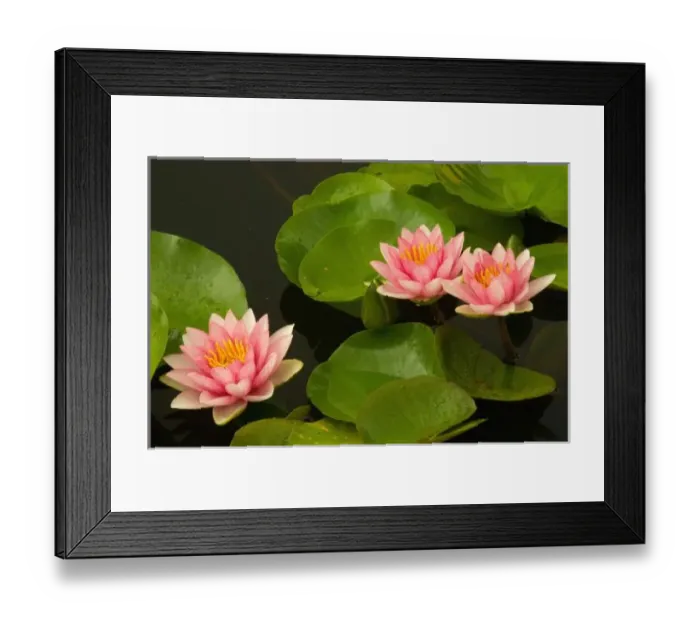 Framed Print : United States