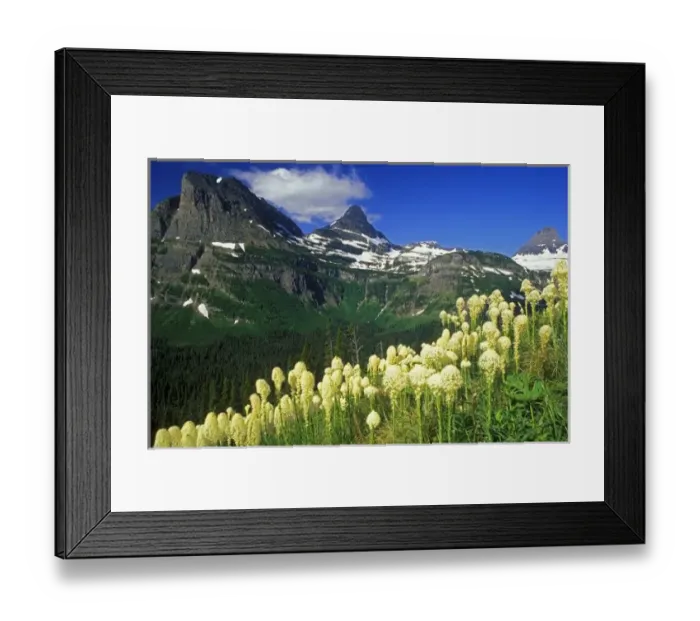 Framed Print : Beargrass at Logan Pass in Glacier National Park in Montana Framed Print : Beargrass at Logan Pass in Glacier National Park in Montana