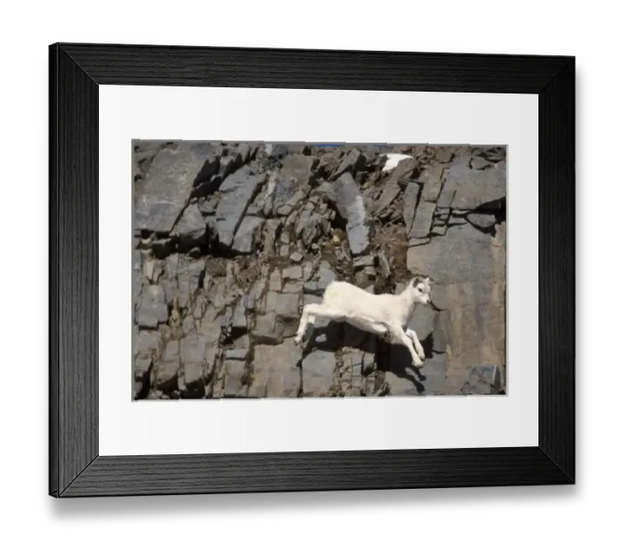 Framed Print : dall sheep, Ovis