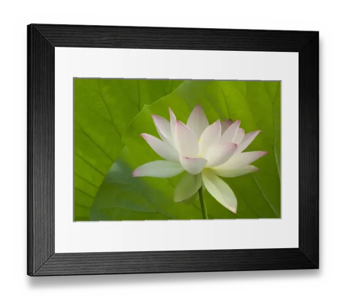 Framed Print : USA, DC, Washington, Kenilworth Aquatic Gardens, white lotus in fron tof lotus leaves Framed Print : USA, DC, Washington, Kenilworth Aquatic Gardens, white lotus in fron tof lotus leaves