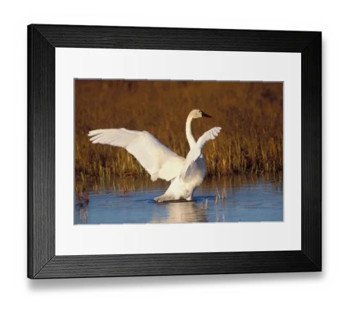 Framed Print : whistling swan, Cygnus columbianus, stretching its wings on the 1002 coastal plain Framed Print : whistling swan, Cygnus columbianus, stretching its wings on the 1002 coastal plain