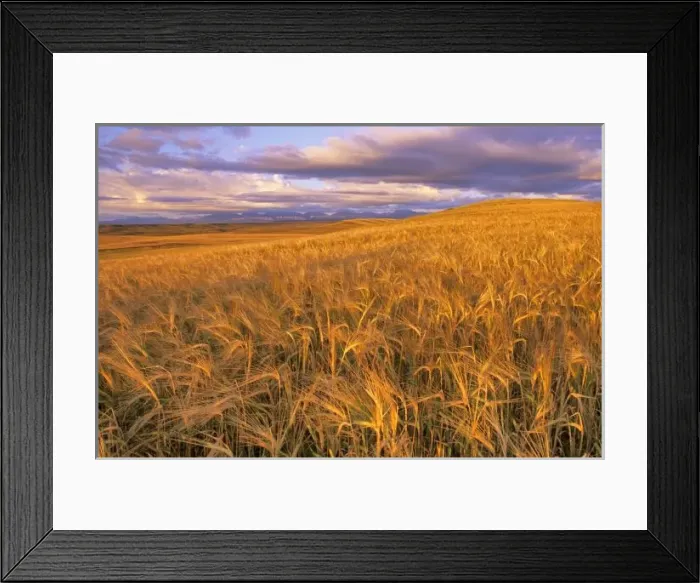Framed Print : Field of Ripening Barley along the Rocky Mountain Front near Dupuyer Montana