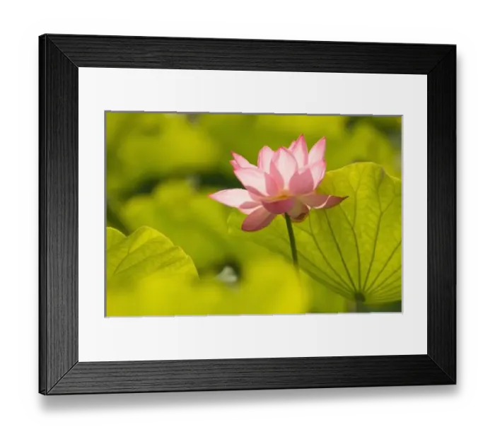 Framed Print : United States