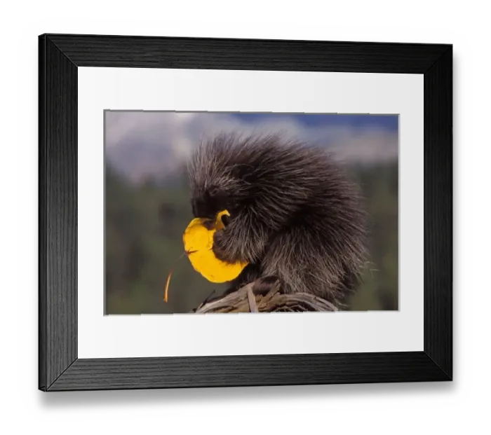 Framed Print : common porcupine
