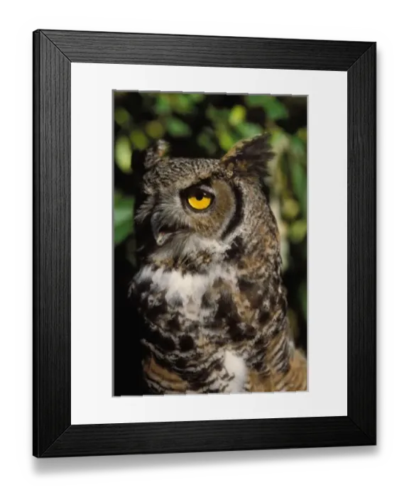 Framed Print : great horned owl, Stix varia, in the Anchorage Zoo, Anchorage, Alaska